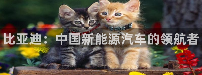 球盟会里面有打牌的嘛：比亚迪：中国新能源